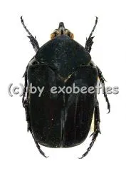 Cotinis mutabilis ( 25 - 34 )