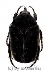Cotinis mutabilis f.atrata ( 25 – 34 )