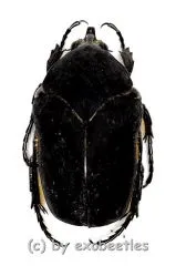 Cotinis mutabilis f.atrata ( 25 – 34 )