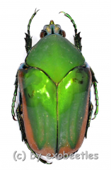 Cotinis mutabilis f.aurantiaca ( 25 – 29 )