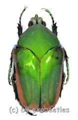 Cotinis mutabilis f.aurantiaca ( 25 – 29 )