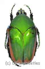 Cotinis mutabilis f.aurantiaca ( 25 – 29 )