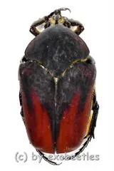 Cotinis mutabilis f.cabira ( 25 – 34 )