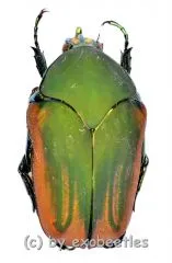 Cotinis mutabilis f.dugesi ( 25 – 29 )
