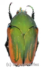 Cotinis mutabilis f.dugesi ( 25 – 29 )