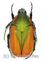 Cotinis mutabilis f.schaumi