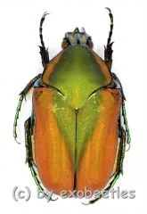 5 x Cotinis mutabilis f.schaumi