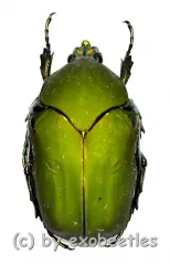 Cotinis mutabilis f. ( 25 – 29 ) A2