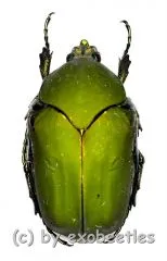 5 x Cotinis mutabilis f. A2