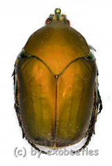 Cotinis sphyracera ( 25 – 29 )