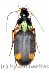 Craspedophorus laticollis ( 10 – 19 )