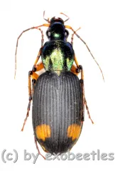 Craspedophorus laticollis ( 10 – 19 )