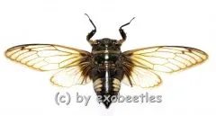 Cryptotympana acuta ( Spread ) A1-