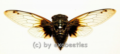 Cryptotympana nitidula ( Spread )