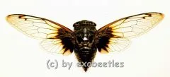 Cryptotympana nitidula ( Spread )