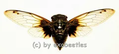 Cryptotympana nitidula ( Spread )