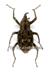 Curculionidae spec. #3