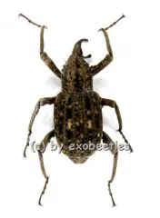 Curculionidae spec. #3 A2