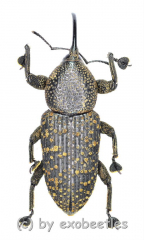 Curculionidae spec. #40 ( 15 - 24 )