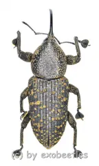 Curculionidae spec. #40 ( 15 - 24 )