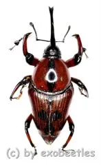 Curculionidae spec. #49 ( 15 – 19 )