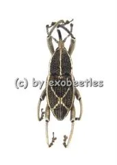 Curculionidae spec. #6