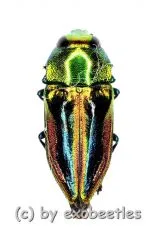 Curis maulica ( 10 – 14 )