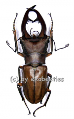 Cyclommatus alagari ( 55 - 59 )