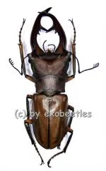 Cyclommatus alagari ( 55 - 59 )