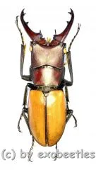 Cyclommatus bicolor ( mesodonte ) ( 30 – 34 )