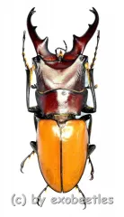Cyclommatus bicolor ( telodonte ) ( 30 – 34 )