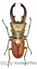 Cyclommatus canaliculatus consanguineus ( 25 – 29 )