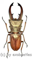 Cyclommatus canaliculatus consanguineus ( 40 – 44 )