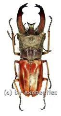 Cyclommatus lunifer ( 30 – 34 )