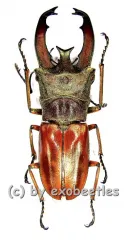 Cyclommatus lunifer ( 35 – 39 )
