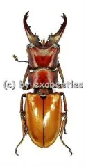 Cyclommatus strigiceps ssp.saltini ( 30 – 34 ) A1-
