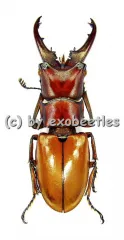 Cyclommatus strigiceps ssp.saltini ( 30 – 34 ) A1-