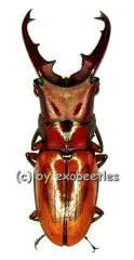 Cyclommatus strigiceps ssp.vitalisi ( 25 – 29 )