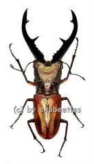 Cyclommatus tarandus tarandus ( 45 – 49 ) A1-