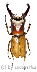 Cyclommatus vitalisi ( 30 – 34 )