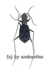 Cylindera delavayi ( 5 - 9 )