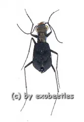 Cylindera delavayi ( 5 - 9 )