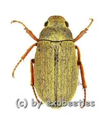 Cyphochilus spec. #2 ( 20 - 24 )