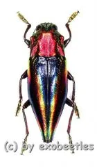 Cyphogastra javanica ( 30 – 34 )