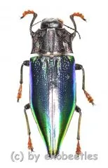 Cyphogastra rollei ( 25 – 29 )