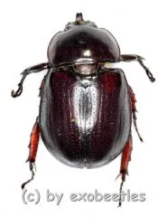 Cyphonistes vallatus ( 15 – 19 )