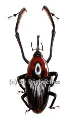 Cyrtotrachelus buqueti ( 50 – 54 )