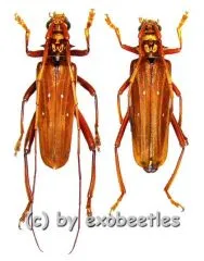Dejanira quadripunctata ( M 35 - 39 )