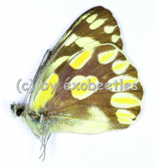 Delias battana ariae