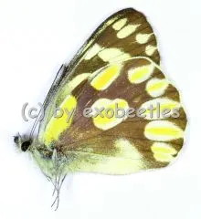 Delias battana ariae